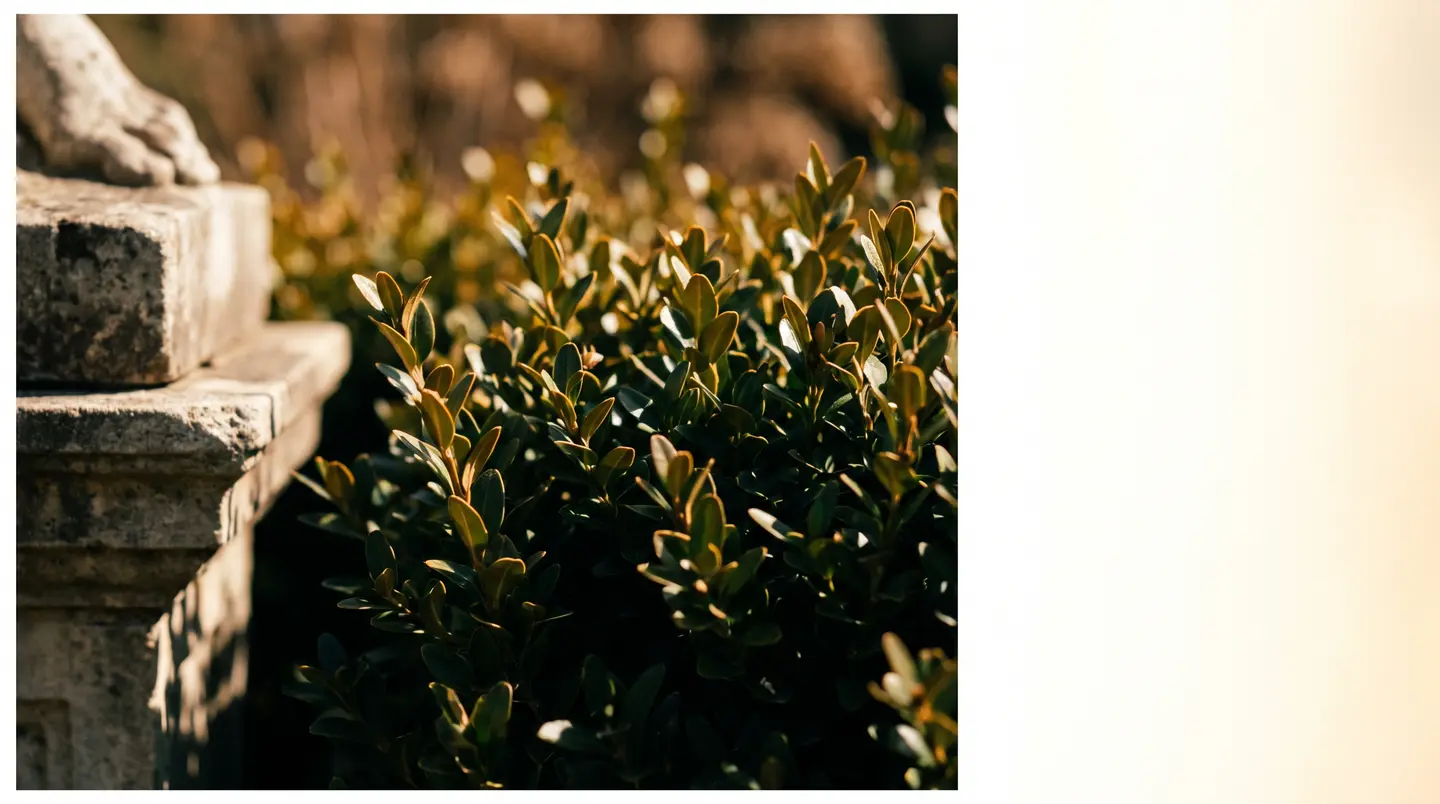 Macro of clipped boxwood foliage in hard noon sun, individual leaves catching brass highlights against deep green shadow.